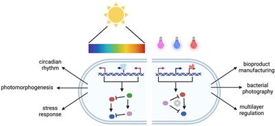 Toward Multiplexed Optogenetic Circuits